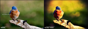 best photoshop actions