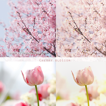 Cherry Blossom Action