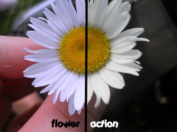 Floweraction