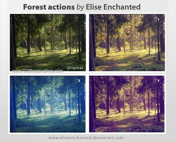 Forest Action