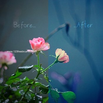 Free Curves effect photoshop action