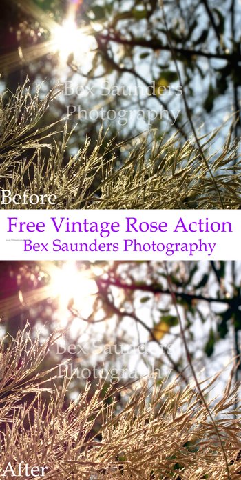 Free Vintage Rose Effect Photoshop Action