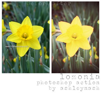 Lomonia