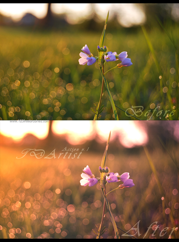 Nature Landscape Actions