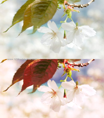 Nature Landscape Actions
