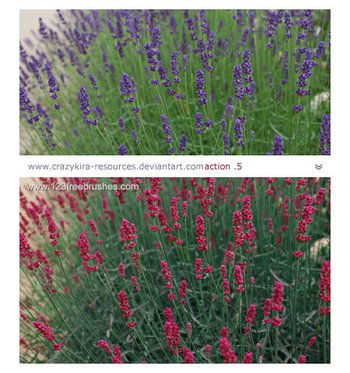 Nature Landscape Photoshop Actions