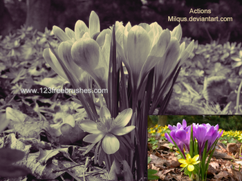 Nature Landscape Photoshop Actions
