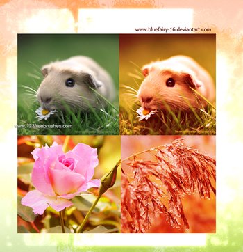 photography actions