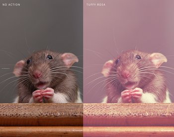 Photoshop Free Actions Download