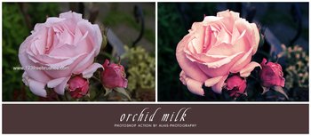 Photoshop Nature Flower Actions