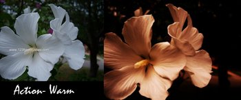 Photoshop Nature Flower Actions