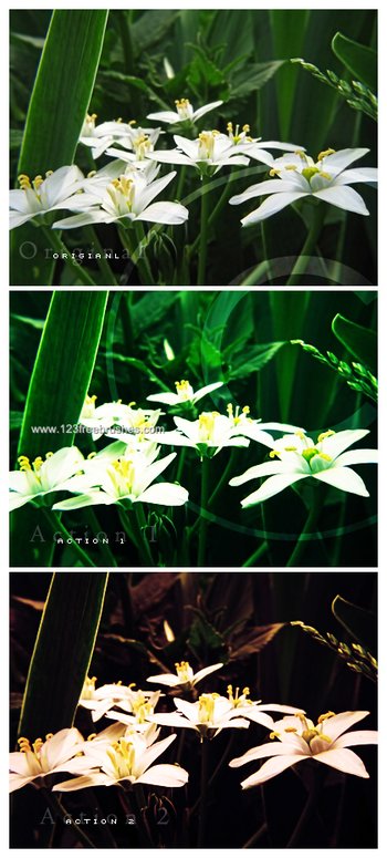 Photoshop Nature Flower Actions