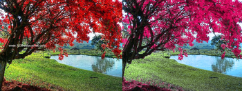 Photoshop Nature Flower Actions
