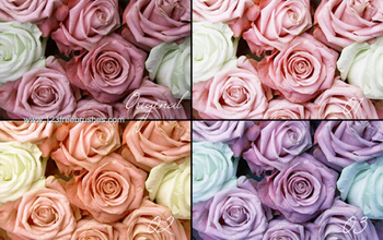 Photoshop Nature Flower Actions