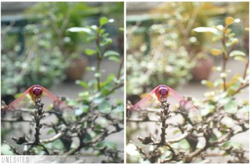 Reverie effect photoshop action