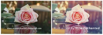 Rose Action