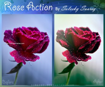 Rose Action