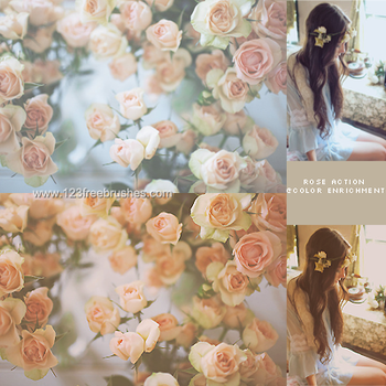 Rose Action