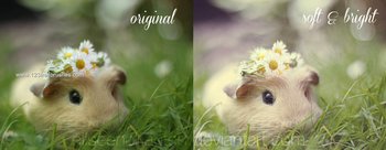 Soft And Bright Photoshop Action