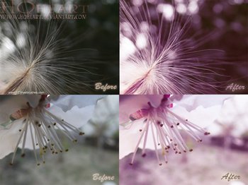 Soft Light Photoshop Action