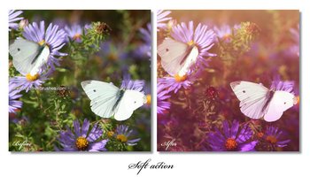 Soft Photoshop Action