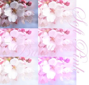 Soft Pink Photoshop Action