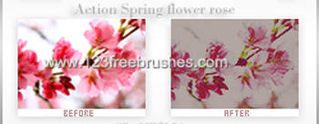 Spring Flower Rose