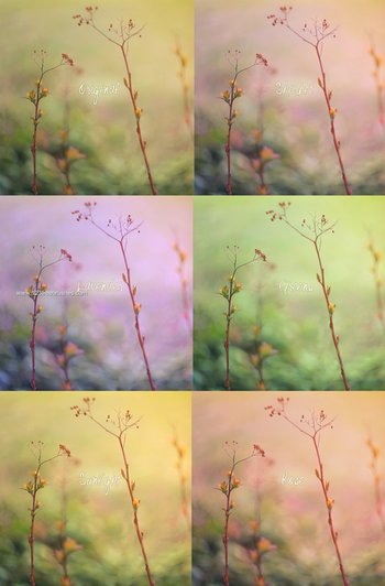 Sweetpea Pastels Photoshop Action