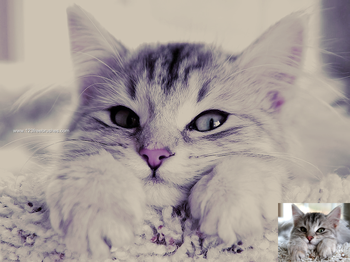 Vintage Effect Photoshop Action