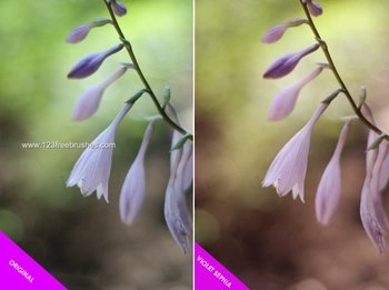 Violet Sephia Photoshop Action