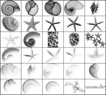 Starfish and Shells Photoshop Free Brushes
