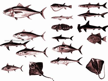 Fish Photoshop Brushes Free Download