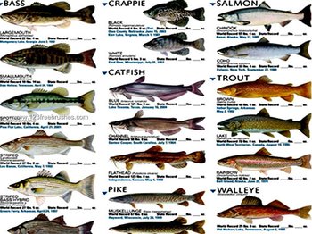 Free Photoshop Brushes Fishes