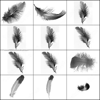 Feathers Free Photoshop Brushes
