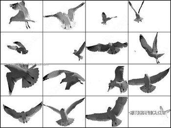 Free Flying Birds Brushes