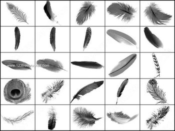 Free Feather Photoshop Brushes