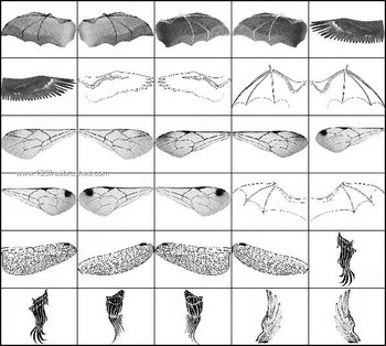 Wings Photoshop Brushes Free Download