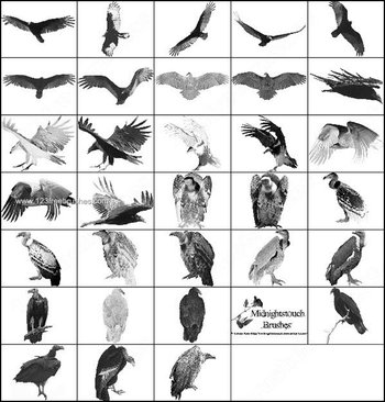 Vulture Photoshop Brushes Free