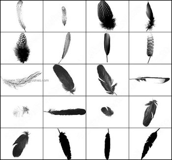 Free Feather Brushes Adobe Photoshop