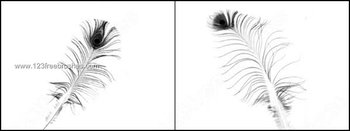 Peacock Feather Brushes Free Download