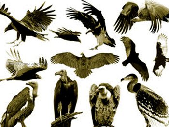 Photoshop Eagle Brushes