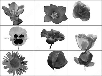 Sunflower – Lily Flower Brushes for Photoshop CS3