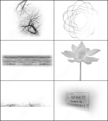 Flower – Tree Branch – Sea Brushes