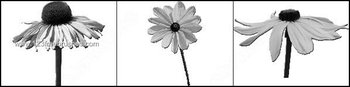 Sunflower Brushes Designs for Photoshop