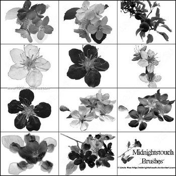 Flower Brushes for Photoshop 7
