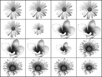 Sunflower Brushes Photoshop