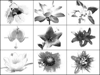 Free Photoshop Flower Brushes