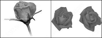 Photoshop Brushes Roses