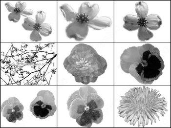 Flower Brushes