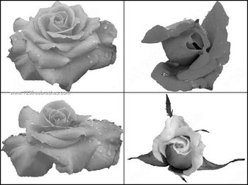 Free Rose Flower Brushes Photoshop